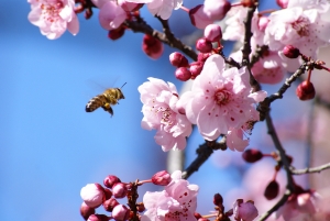 Amit a méhekről tudni érdemes