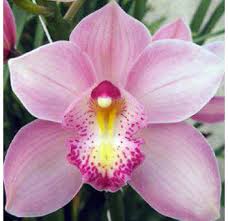 Az orchideák gondozása otthoni körülmények között